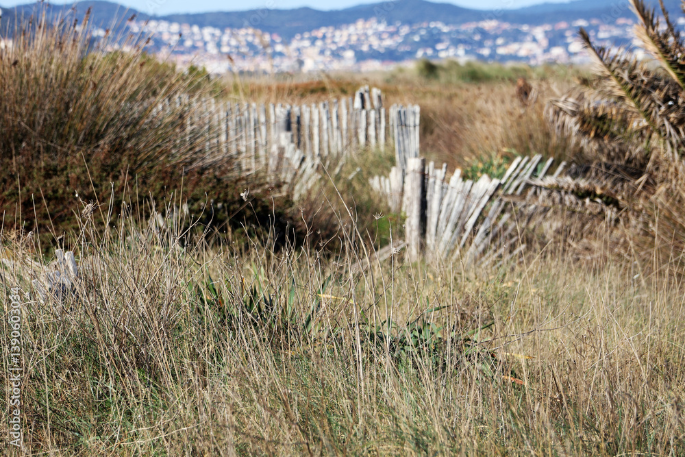 Fototapeta premium Paysage entre herbes folles et ganivelles