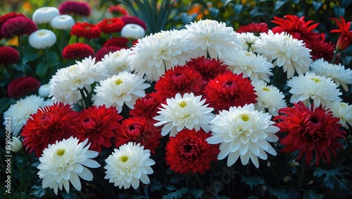 A lively combination of white and red chrysanthemums adorns a garden in the cool autumn breeze.