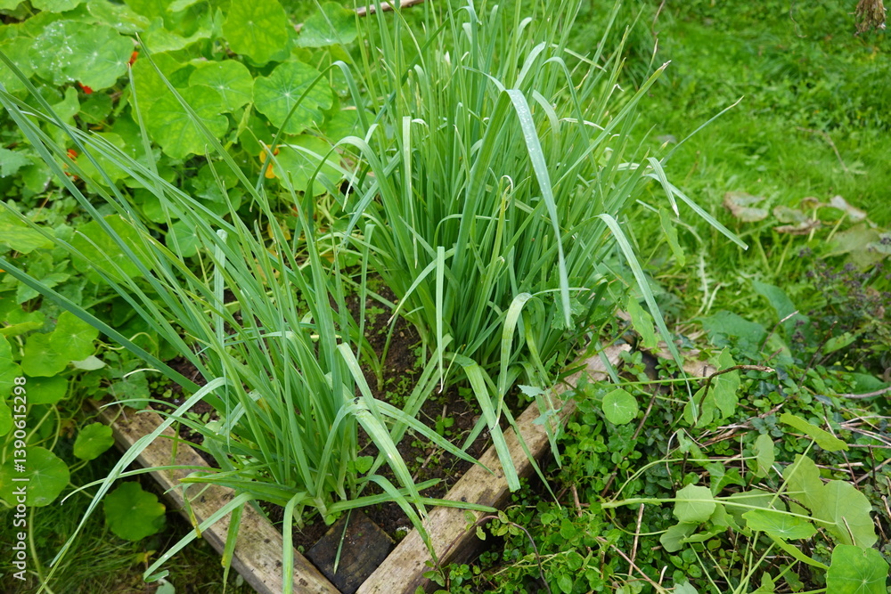 Perennial leeks growing in a raised bed garden Perennial leeks growing in a raised bed garden