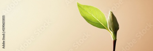 Obraz na płótnie A fresh green sprout emerging from the ground symbolizes new beginnings and growth. Soft lighting enhances the natural beauty. This image captures the essence of nature. AI w salonie