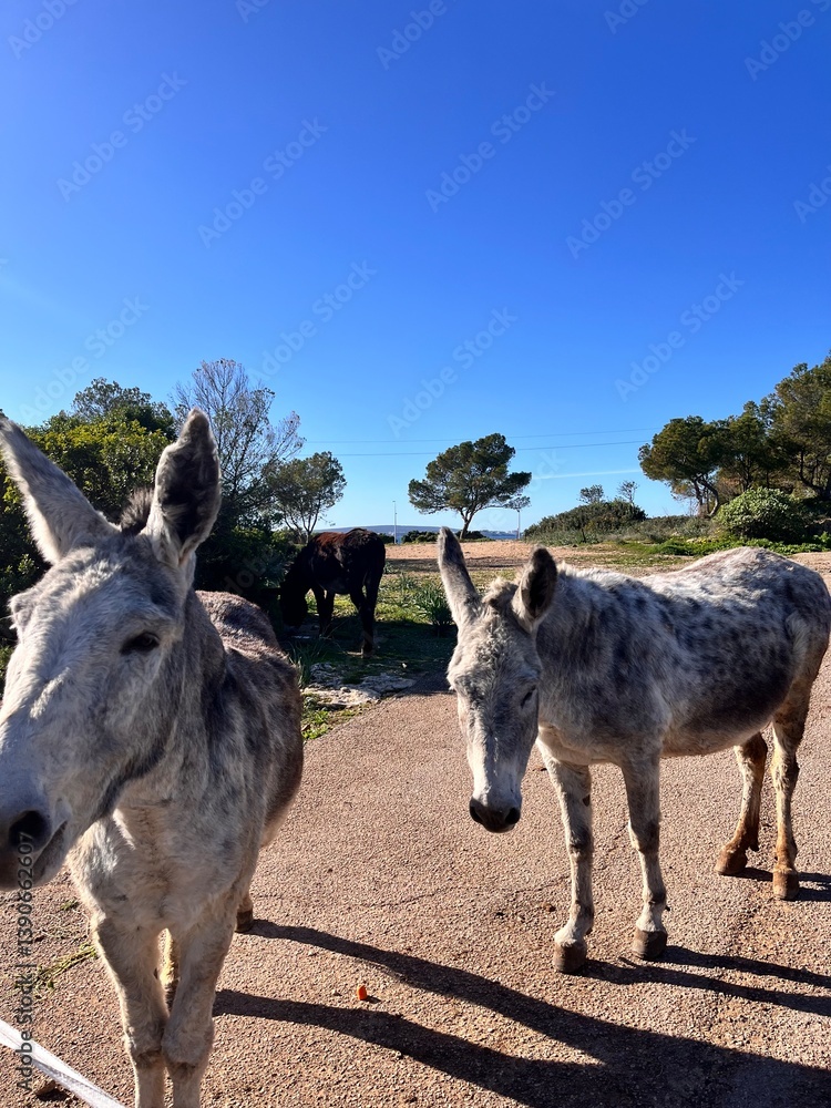 Fototapeta premium donkey in the farm