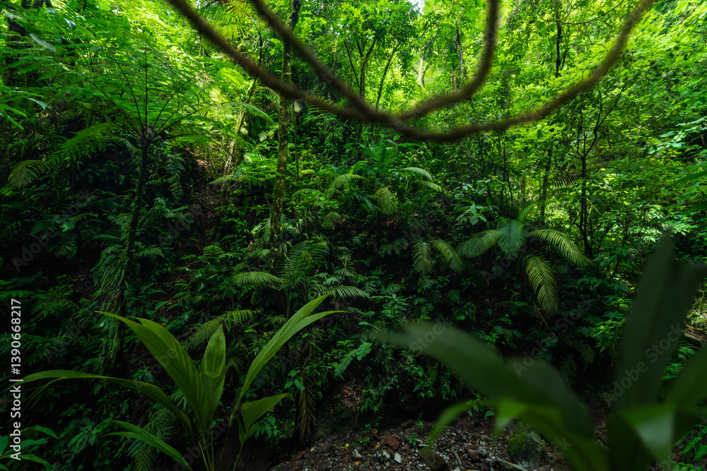 Lush green jungle with dense trees and plants in a tropical environment Lush green jungle with dense trees and plants in a tropical environment