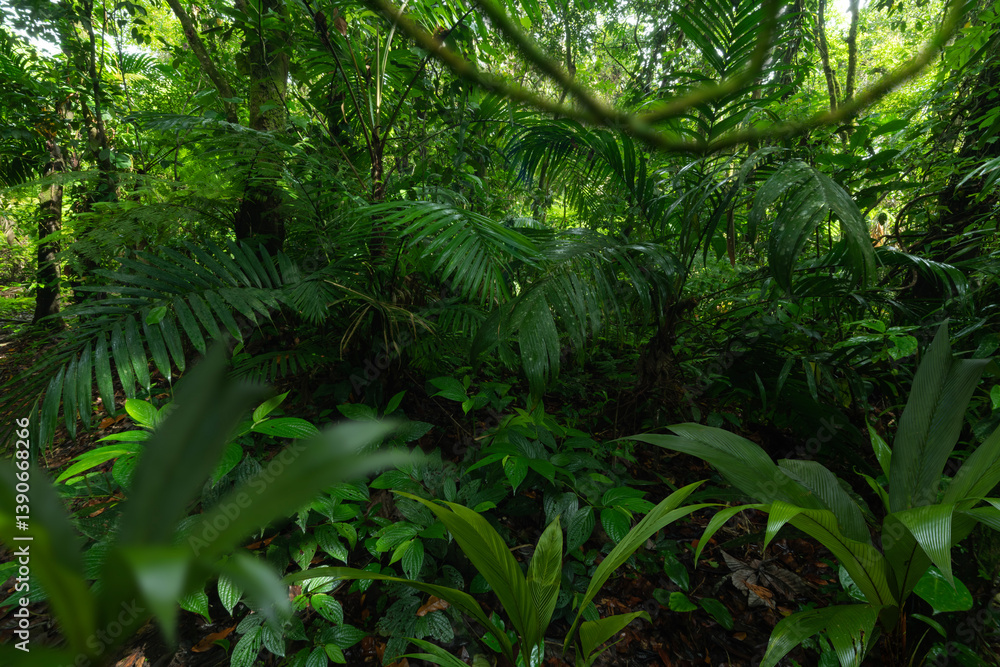 Lush green jungle with dense trees and plants in a tropical environment Lush green jungle with dense trees and plants in a tropical environment
