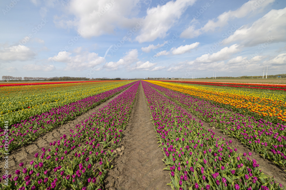 Niederlande Niederlande