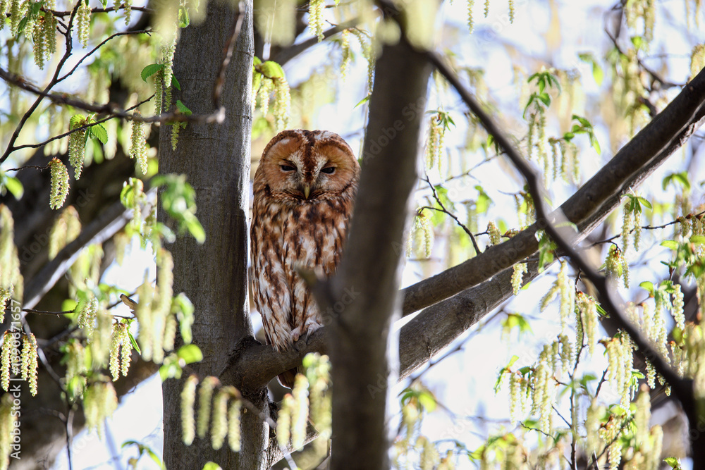 Obraz premium Tawny owl (Strix aluco) resting on a tree branch in spring forest, surrounded by blooming catkins and fresh green leaves, peaceful wildlife scene in natural habitat