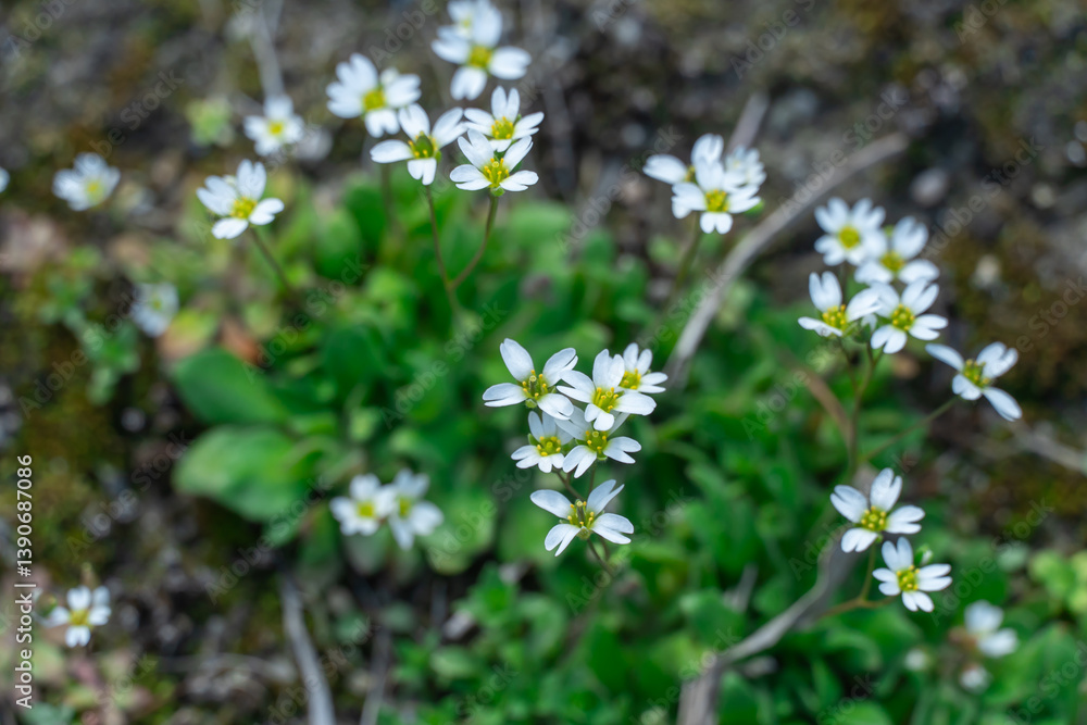 Сold resistant white flower of draba verna in springtime. Erophila verna is species of plant in brassicaceae family. Small annual herbaceous blooming of common whitlowgrass. Spring stepp salty places. Сold resistant white flower of draba verna in springtime. Erophila verna is species of plant in brassicaceae family. Small annual herbaceous blooming of common whitlowgrass. Spring stepp salty places.
