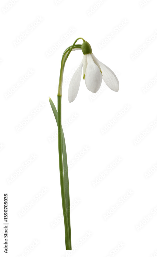 Fototapeta premium Closep of snowdrop flower isolated on white or transparent background