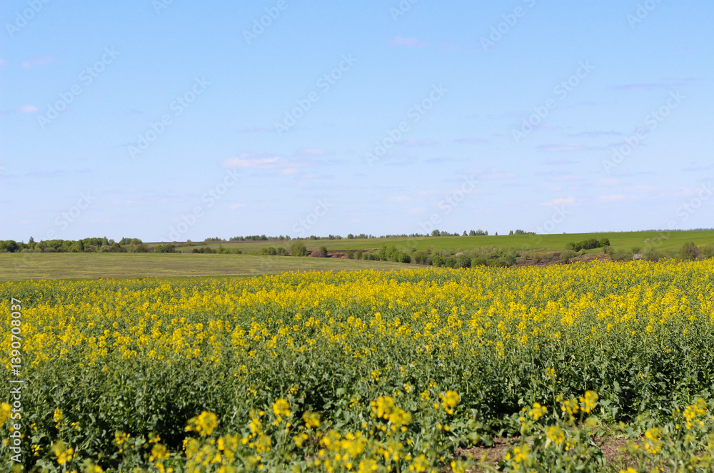 Rural landscape. In the foreground is a field sown with rapeseed. Rural landscape. In the foreground is a field sown with rapeseed.