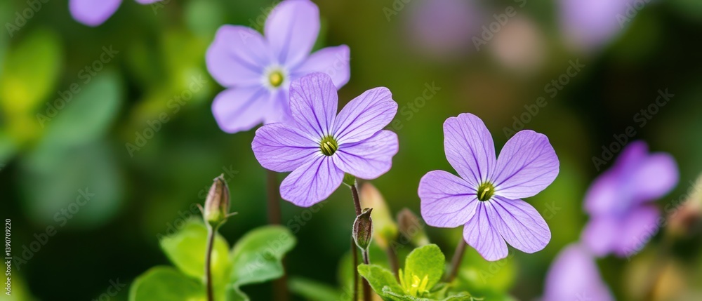 Beautiful violet flowers bloom in a vibrant garden