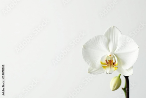 Delicate white orchid blossom against pure white backdrop, orchid, subtle
