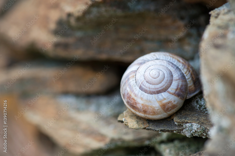 Snail shell on stone slabs - selective focus Snail shell on stone slabs - selective focus
