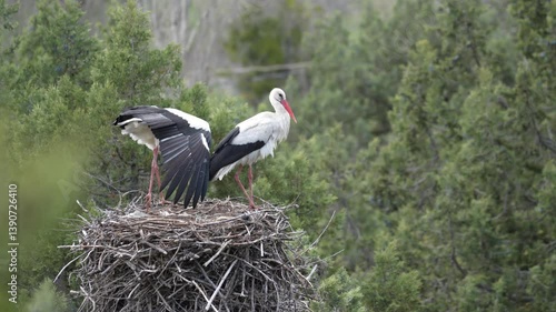 white stork in the nest