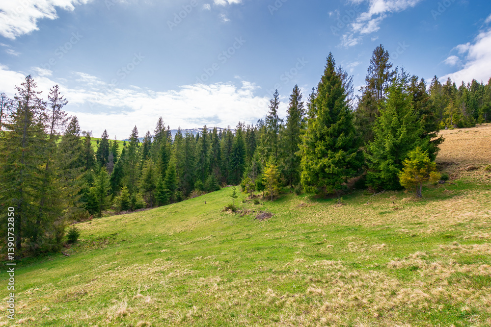 mountain landscape with forest in spring. natural environment. trees in the green valley on a sunny day. beautiful nature background. outdoor adventure