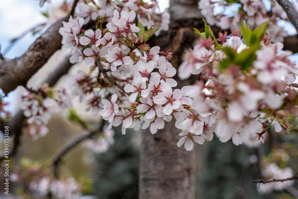 Spring Blossoming Branches with White Flowers on Soft Blurred Background