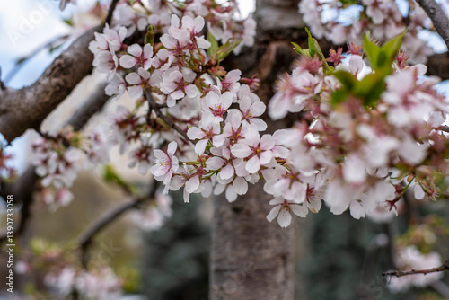 Obraz na płótnie Spring Blossoming Branches with White Flowers on Soft Blurred Background w salonie