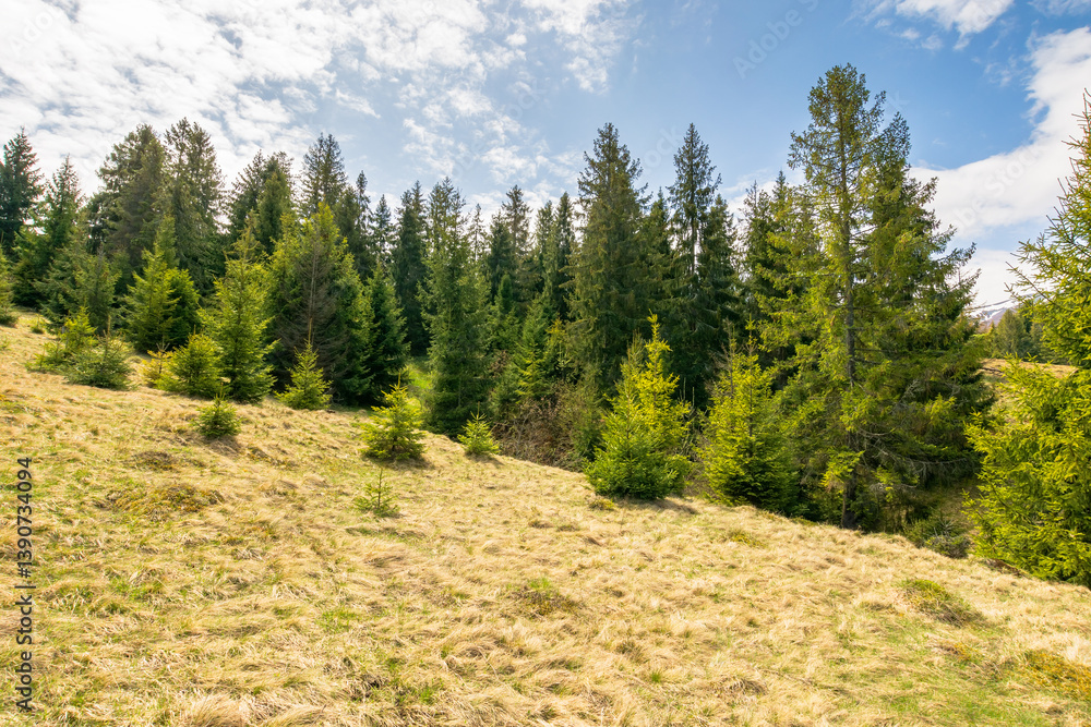 countryside mountain landscape in spring. outdoor adventure. fir forest on the grassy hill beneath a blue sky with clouds on a sunny day