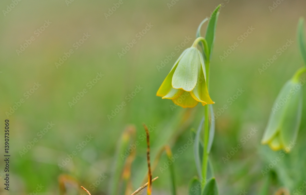 Fritillaria 1354 Fritillaria 1354