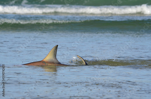 A spinner shark in the shallow water, its dorsal fin and flipping tail visible, along the shoreline at Ponce Inlet Beach, Florida. Catch and Release shore fishing