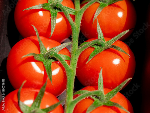 the most delicious juicy tomato on the table