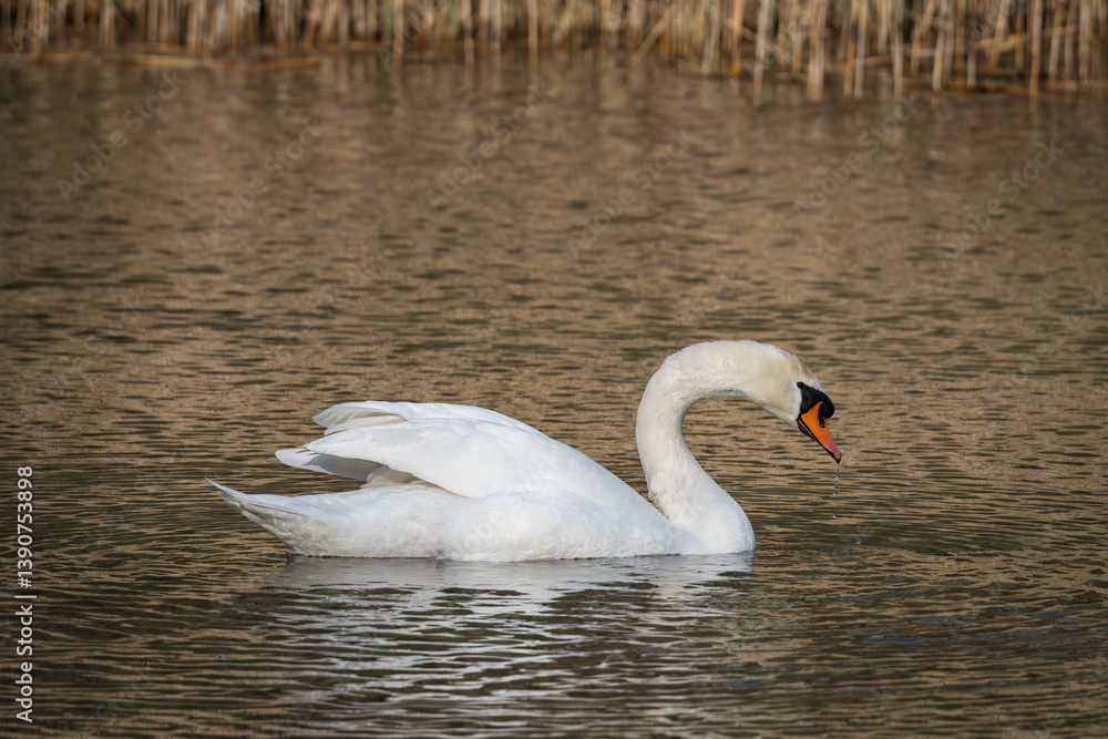 Naklejka premium Schwan