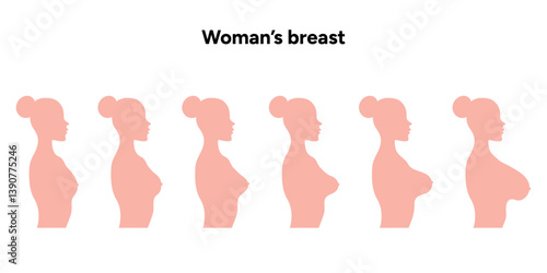 Women’s breast anatomy. Medical female diagram size, form, shapes and types