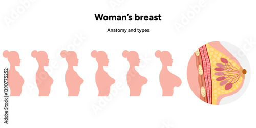 Women’s breast anatomy. Medical female diagram size, form, shapes and types