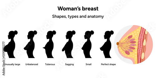 Women’s breast anatomy. Medical female diagram size, form, shapes and types 