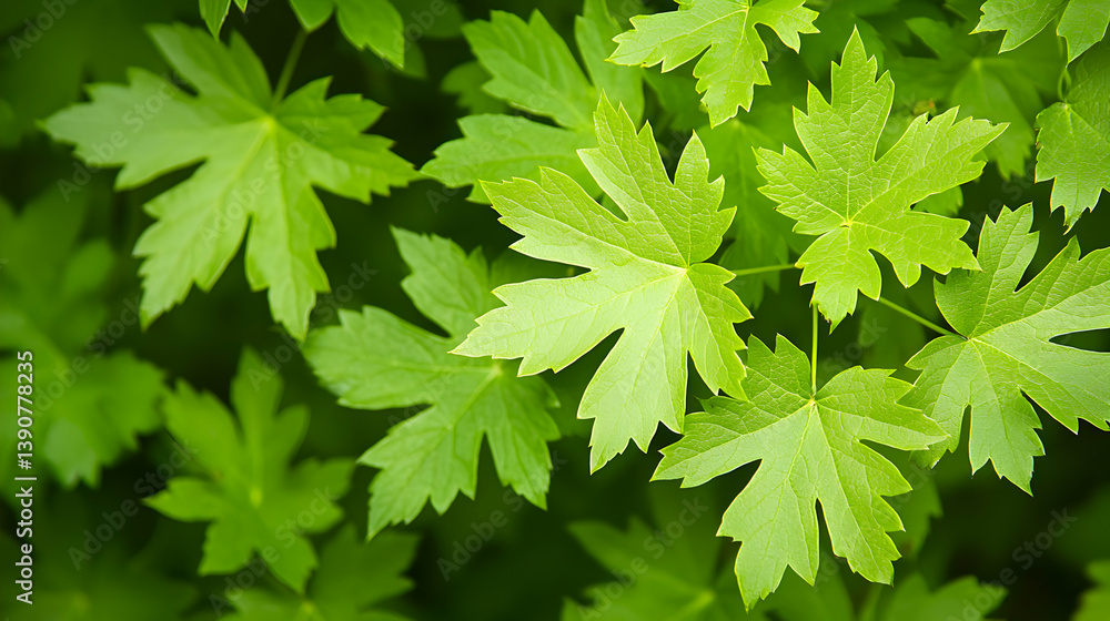 Vibrant Green Leaves Close Up View Displaying Intricate Textures and Natural Details Vibrant Green Leaves Close Up View Displaying Intricate Textures and Natural Details