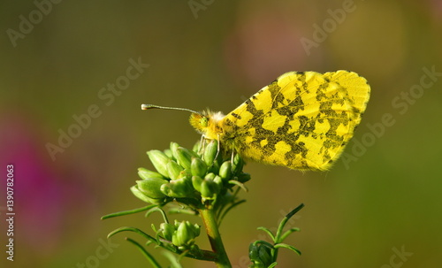 Anthocharis Damone 1369