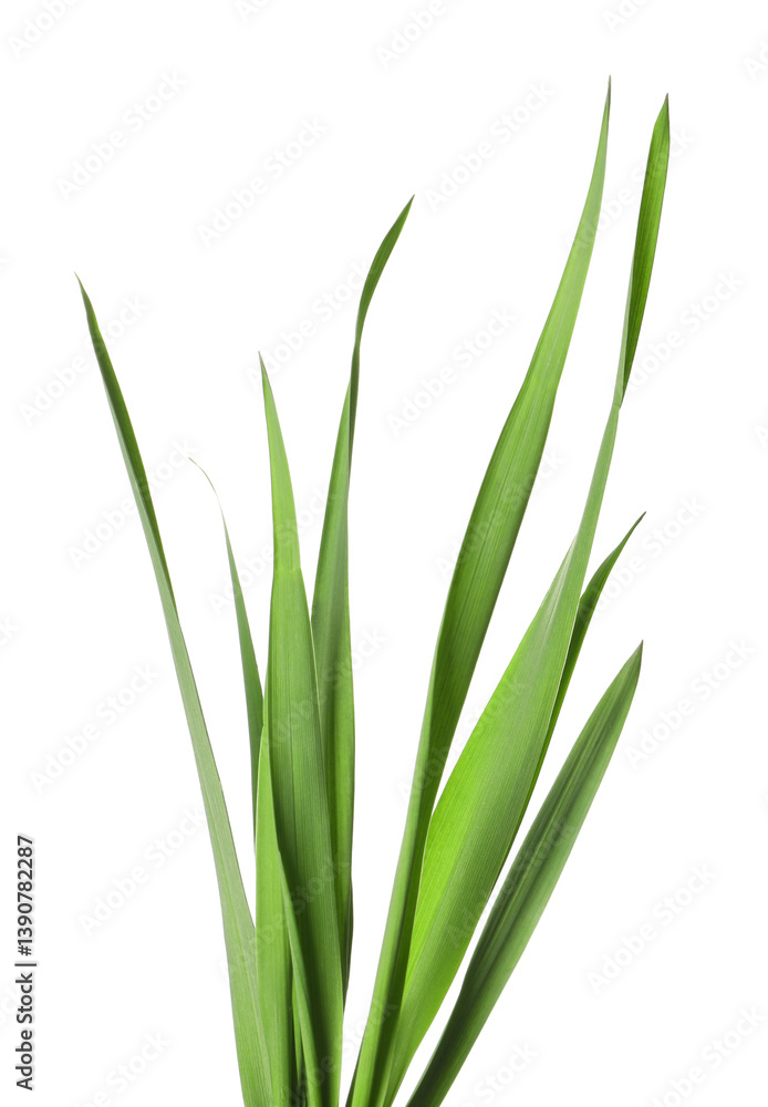 Blades of green grass isolated on white Blades of green grass isolated on white
