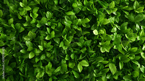 Wallpaper Mural Vibrant Green Plant Foliage Texture Revealing Glossy Leaf Detail in Natural Light Torontodigital.ca