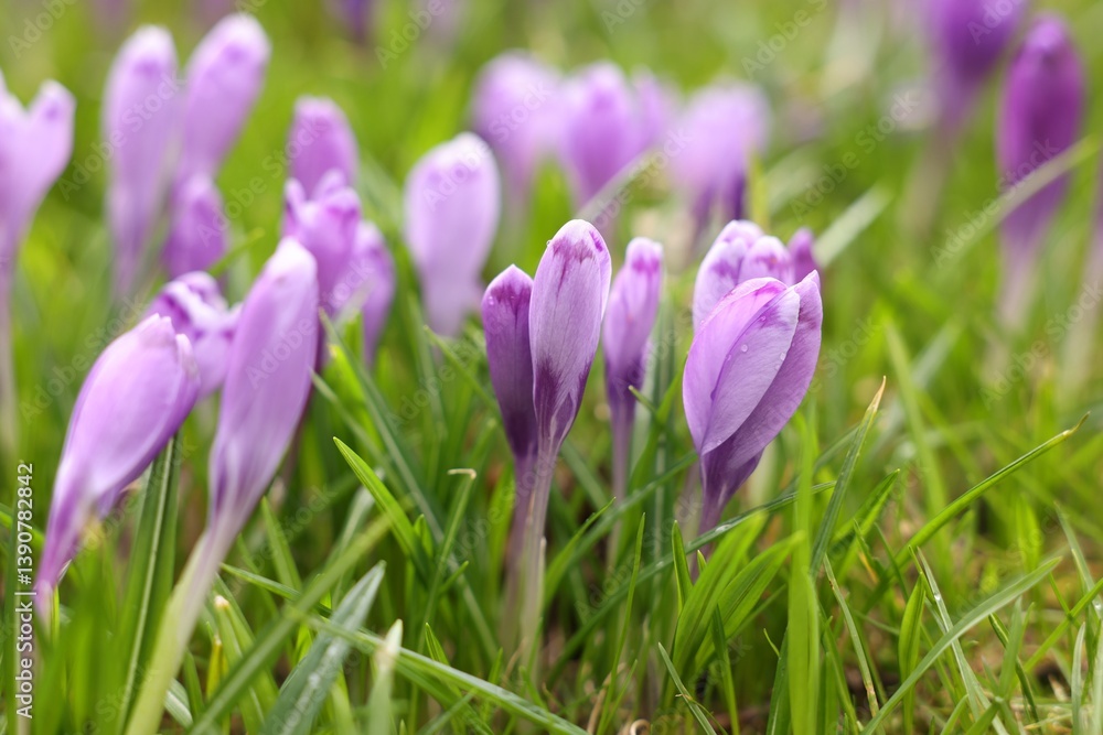 Obraz premium Many beautiful flowers and grass growing outdoors, closeup