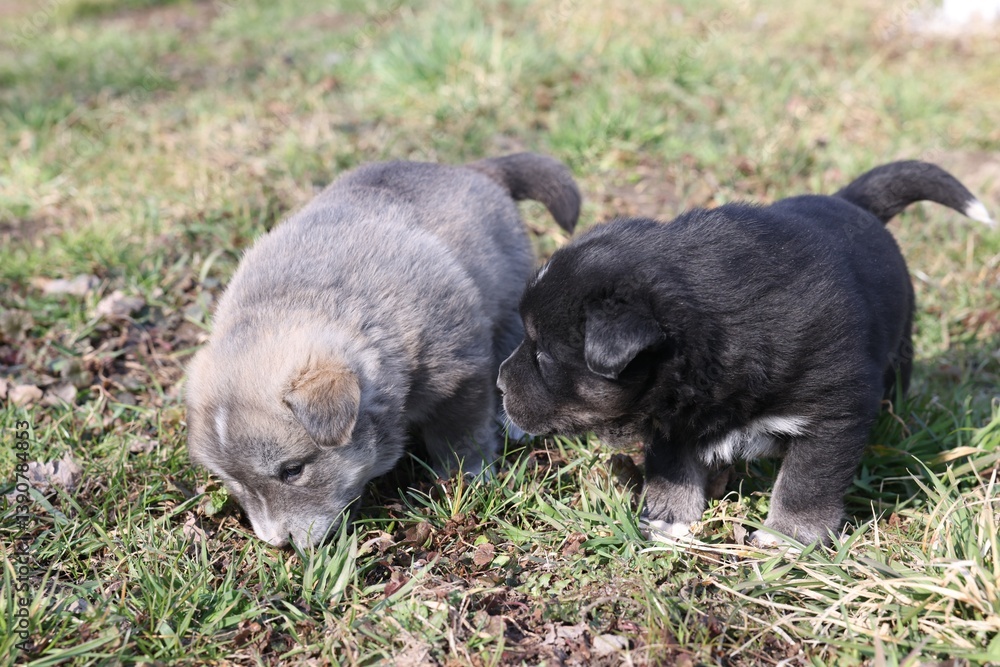 Tiny puppies walking on green grass outdoors Tiny puppies walking on green grass outdoors