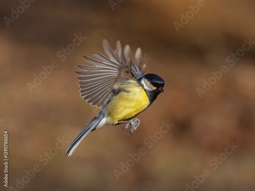 tit bird flying in sunny garden spreading wings and feathers