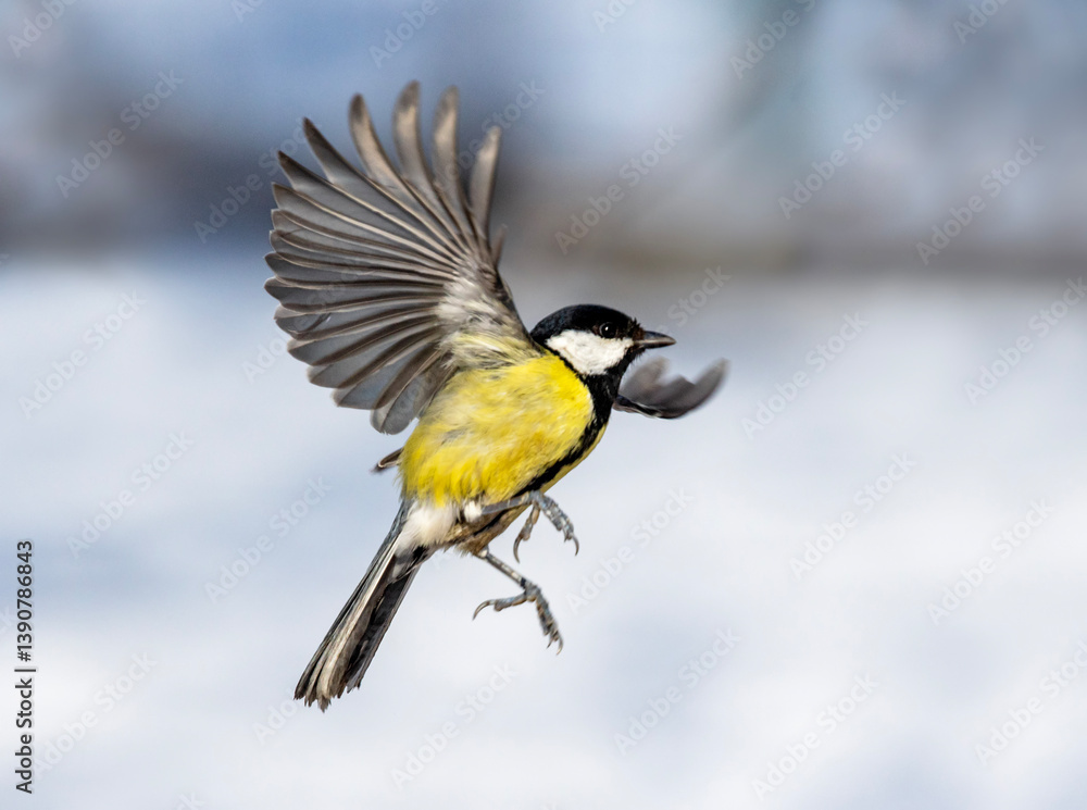 Obraz premium tit bird flying in sunny winter garden spreading wings and feathers against sky