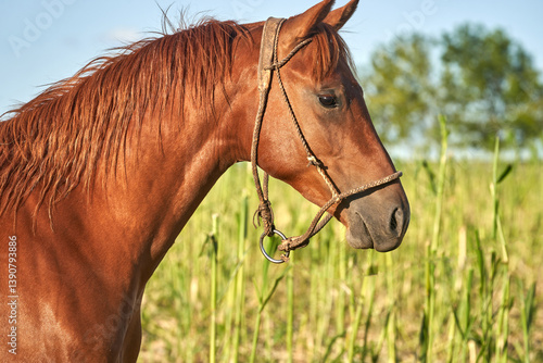 Close-Ups of Purebred Horses