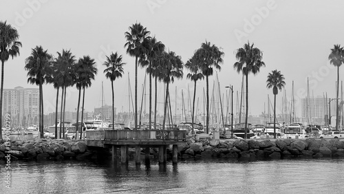 LOS ANGELES, CA, SEP 27, 2024: black and white image of marina with tall palm trees, sailboat masts, and a wooden pier extending into calm water with city buildings in background. Long Beach
