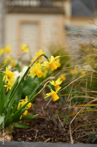 Yellow daffodils blooming outdoors in soft natural light. Fresh spring flowers with a gentle bokeh background, symbolizing renewal, nature, and seasonal beauty.