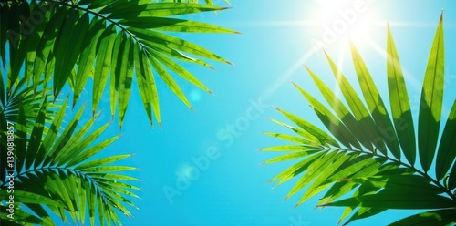 Sunlight filtering through lush green palm leaves against a vivid blue backdrop,  vibrant greens,  shadows