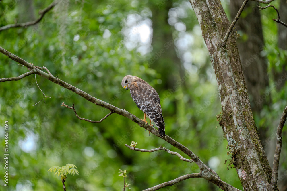 A lone Red-Shouldered Hawk scans its surroundings for unattentive prey A lone Red-Shouldered Hawk scans its surroundings for unattentive prey