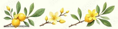 Set of blooming twigs and flowers of neroli on citrus branch, hand-drawn botanical illustration for cosmetic, perfumery, and medicinal plant products,  flowers,  neroli