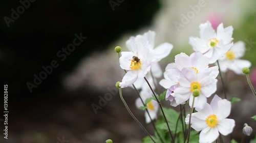 Beautiful white anemone flowers sway gently in the breeze as a honey bee busily collects pollen,pollination season,