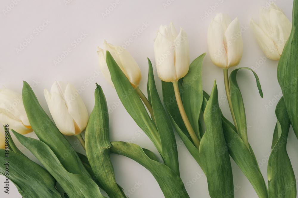 Close-up of white tulips arranged diagonally with green leaves on a white background. A soft, minimal composition symbolizing freshness and spring beauty Close-up of white tulips arranged diagonally with green leaves on a white background. A soft, minimal composition symbolizing freshness and spring beauty