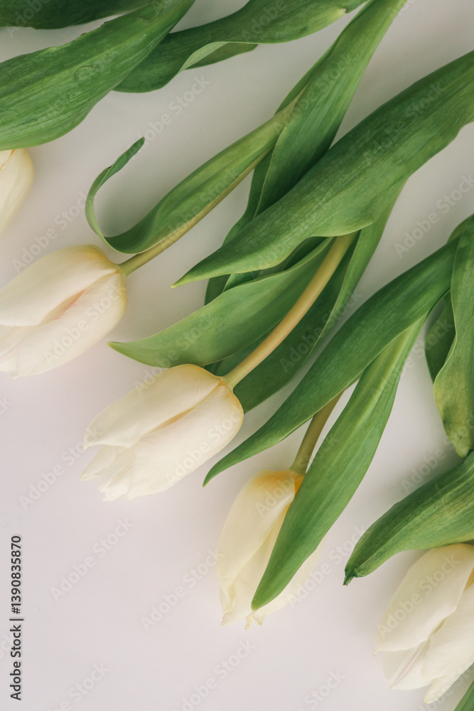Close-up of white tulips arranged diagonally with green leaves on a white background. A soft, minimal composition symbolizing freshness and spring beauty Close-up of white tulips arranged diagonally with green leaves on a white background. A soft, minimal composition symbolizing freshness and spring beauty