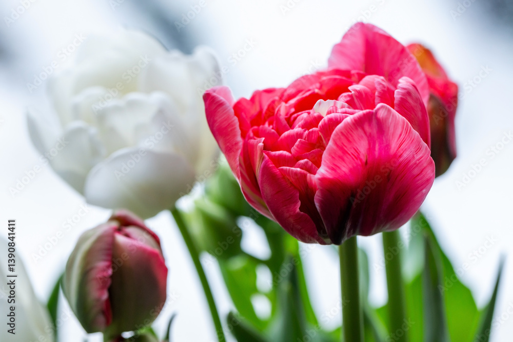 Vibrant red and white tulip flowers are under delicate natural light
