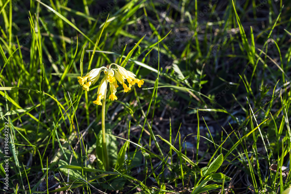 Blooming Primula elatior, macro photo of yellow wild flowers
