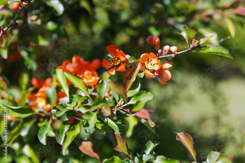 Orange flowers bloom on a lush plant surrounded by vibrant green foliage
