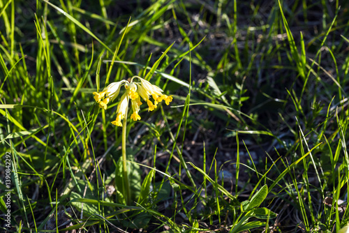 Obraz na płótnie Blooming Primula elatior, macro photo of yellow wild flowers w salonie