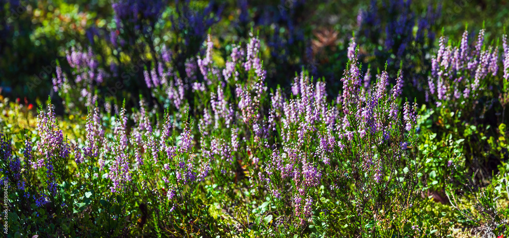 Vibrant purple heather flowers blooming amongst lush green vegetation