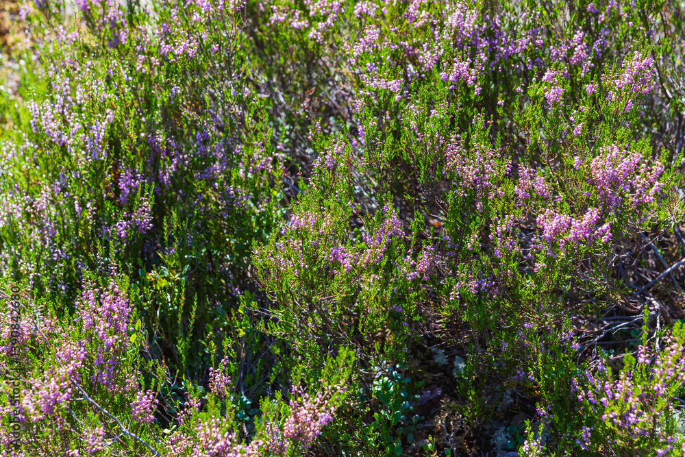 Wild heather flowers blooming amongst lush green vegetation